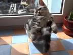 Mačka relaxuje v miske