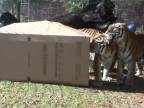 Aj veľké mačky milujú krabice