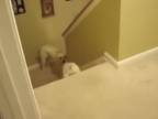 Ako psy a mačky učia chodiť mláďatá po schodoch?