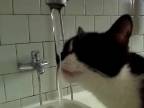 Smädná mačka