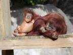 Orangutan Pongo opäť s matkou