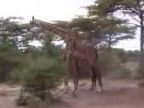 Mierumilovné žirafy