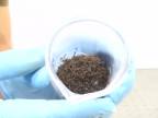 8000 mravcov sa správa ako materiál