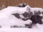 Keď si panda užíva sneh