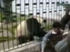 Panda útočí