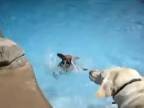 Asi najhorší psí plavec