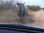 Nahnevaný nosorožec