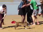 Rozzúrený pes napadol ľudí na pláži