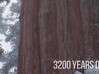 Strom starý 3200 rokov