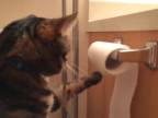 Mačka a toaleťák