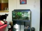 Mačka vs. akvárium