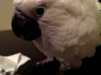 Namosúrený kakadu