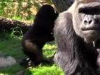 Gorily si pochutnávali na vajíčkach