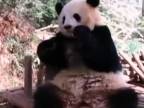 Panda pozerá Markízu