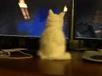 Mačka hrá Minecraft