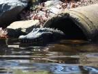 Krokodíl na diaľkové