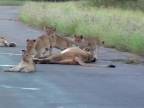 Levíčatá sa hrali na ceste
