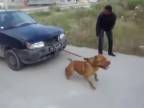Zvieracia odťahovka - pit bull vs. auto