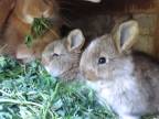 Malé zajačiky