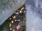 Salamandry škvrnité