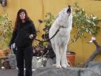 Vlk arktický "zaspieval" návštevníkom