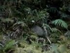 Kivi veľký (Apteryx australis)