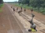 Ako nalákať kŕdeľ emu