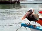 Desivý pelikán