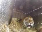 Vypustenie troch sibírskych tigrov