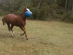 Kôň s balónom