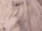 Kresba koňa