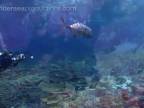 Podmorský život vo veľkej koralovej bariére