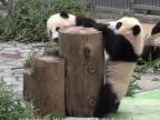 Panda sa učí liesť