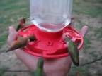 Smädné kolibríky