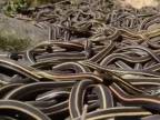 Najväčšie zhromaždenie hadov na svete. Tanec v Manitobe je t