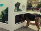 Automaty recyklujú plasty a zároveň kŕmia túlavé psy