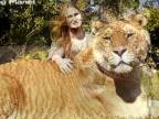 The liger