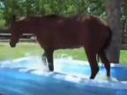 Kôň v bazéne