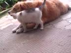 Mačka a Pes na dvore