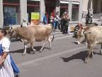 Kravy v meste