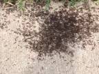 Kreslenie za pomoci mravcov