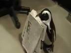 Tučniak nosí noviny