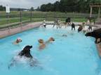 Bazénová párty pre psov