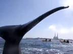 Veľryba jej zamávala