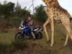 Žirafa si to chcela rozdať s motorkami