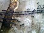 Mravce spojili svoje sily (Thajsko)