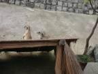 Meliškove surikaty