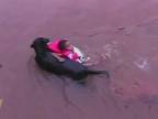 Pes zachraňuje z vody chlapčeka