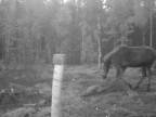 Útok vlkov na mláďa losa (Švédsko)