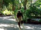 Skákajúci lemur